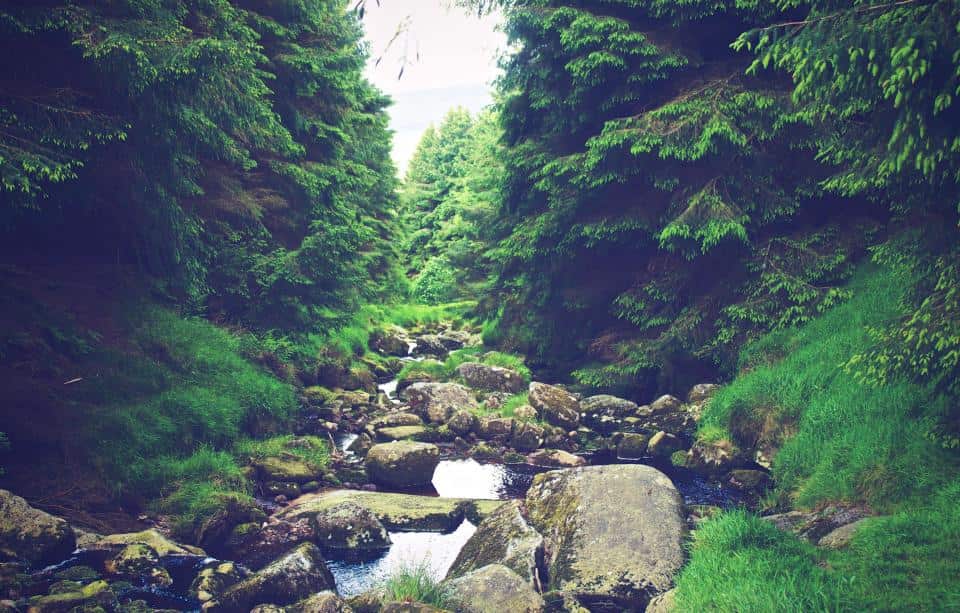 A knit water shoe at the edge of a shallow stream